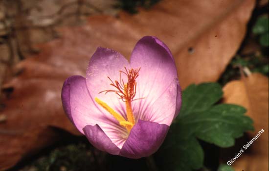 098