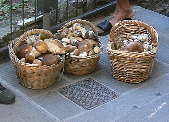 P1080862 solo funghi new ok