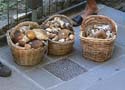 P1080862 solo funghi new ok