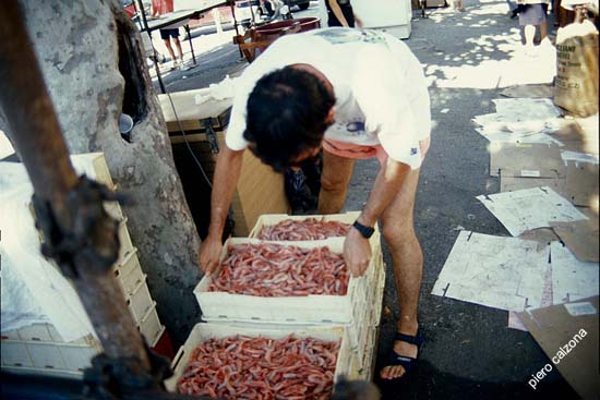 sagra 2
